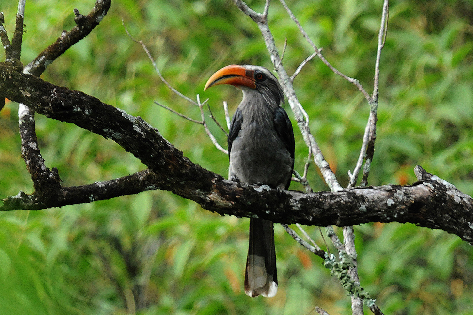 great hornbill in the forest reserve in thekkady;