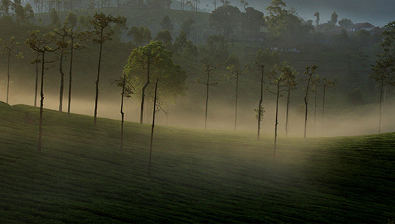 Xandari Cardamom County - places to visit - thekkady