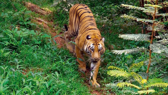 Xandari Cardamom County - places to visit - thekkady